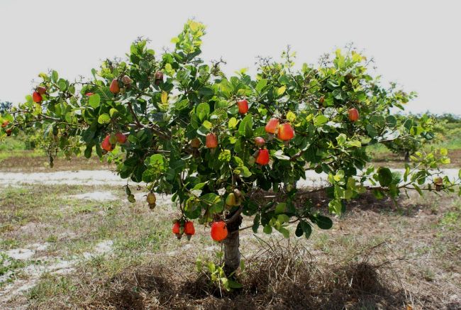 substituicao-de-biomassa-por-solar-corta-99,66%-das-emissoes-no-processamento-da-castanha-de-caju